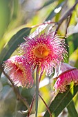 Silver Princess Gum (Eucalyptus caesia)