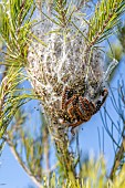 Pine Processionary (Thaumetopoea pityocampa) caterpillars on their nest in December, Bouches-du-Rhone, France