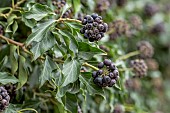 Ivy (Hedera helix) berries and leaves in winter, Haut-Rhin, France