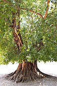 Pagoda fig tree planted in the courtyard of the national museum in Dar es Salaam, Tanzania