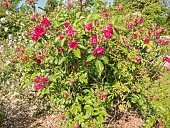 Rugosa hybrid rose, Rosier Grootendorst Suprême, Breeder: Grootendorst 1936, in bloom