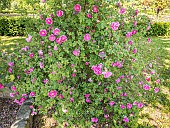 Virginia Rose, Rosa virginiana Plena in bloom
