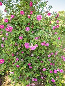 Virginia Rose, Rosa virginiana Plena in bloom
