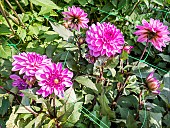 Dahlia Esmeralda, flowers