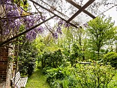 Chinese Wisteria (Wisteria sinensis) on the canopy, Myosotis alpestris Grand Bleu Indigo in the bed, Jardin de Me. Sylvie T, Luneray, Seine Martime, France