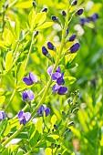 Blue Wild Indigo, Baptisia australis, flowers