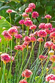 Sea Thrift Justicier Red, Armeria maritima Justicier Red, flowers