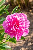 Peony Amabilis, Paeonia lactiflora Amabilis, flower
