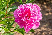 Peony Amabilis, Paeonia lactiflora Amabilis, flower