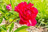 Peony Irwin Altman, Paeonia lactiflora Irwin Altman, flower