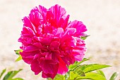 Peony Mr Adam Modzelewsky, Paeonia lactiflora Mr Adam Modzelewsky, flower