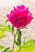 Peony Mr Adam Modzelewsky, Paeonia lactiflora Mr Adam Modzelewsky, flower
