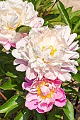 Peony Lady Alexandra Duff, Paeonia lactiflora Lady Alexandra Duff, flowers