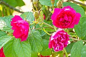 Rugosa hybrid rose, Rosier Grootendorst Suprême, Breeder: Grootendorst 1936, flowers