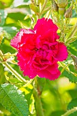 Rugosa hybrid rose, Rosier Grootendorst Suprême, Breeder: Grootendorst 1936, flower