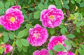 Virginia Rose, Rosa virginiana Plena, flowers