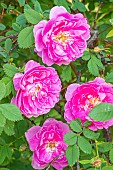 Virginia Rose, Rosa virginiana Plena, flowers
