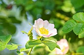 Musk rose Umbrella, Rosa moschata var. umbrella, flower