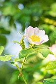 Musk rose Umbrella, Rosa moschata var. umbrella, flower