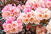 Rhododendron Titian Beauty, flowers