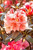 Rhododendron Titian Beauty, flowers