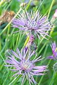 Amberboa muricata, Desert Star, flowers