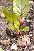 Chioggia beet, Ronde de Chioggia red beet