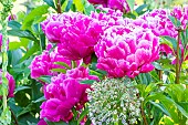 Peony Oklahoma, Paeonia lactiflora Oklahoma, flowers