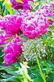 Peony Oklahoma, Paeonia lactiflora Oklahoma, flowers