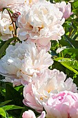 Herbaceous peony Avalanche, Paeonia lactiflora Avalanche, flowers