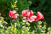Poppy Le Géant, Papaver somniferum Le Géant, flowers