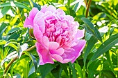 Herbaceous peony Souvenir de Gaspard Calot, Paeonia lactiflora Souvenir de Gaspard Calot, flower