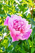 Herbaceous peony Souvenir de Gaspard Calot, Paeonia lactiflora Souvenir de Gaspard Calot, flower