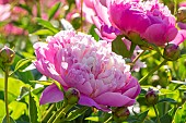 Herbaceous peony Gay Paree, Paeonia lactiflora Gay Paree, flowers