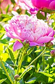 Herbaceous peony Gay Paree, Paeonia lactiflora Gay Paree, flowers