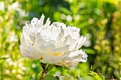 Herbaceous peony Catharina Fontijn, Paeonia lactiflora Catharina Fontijn, flower