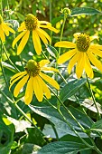 Cutleaf Coneflower, Rudbeckia laciniata, flowers
