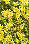 Showy Goldeneye Sunsplash, Heliomeris multiflora Sunsplash, flowers