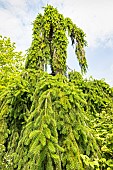 Weeping spruce Inversa, Picea abies Inversa