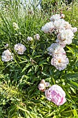 Herbaceous peony Avalanche, Paeonia lactiflora Avalanche, flowers