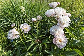 Herbaceous peony Avalanche, Paeonia lactiflora Avalanche, flowers