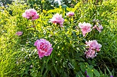 Herbaceous peony Souvenir de Gaspard Calot, Paeonia lactiflora Souvenir de Gaspard Calot, flowers