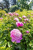 Herbaceous peony Gay Paree, Paeonia lactiflora Gay Paree, flowers