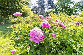 Herbaceous peony Gay Paree, Paeonia lactiflora Gay Paree, flowers