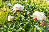 Herbaceous peony Marie Lemoine, Paeonia lactiflora Marie Lemoine, flowers