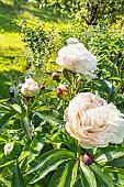 Herbaceous peony Marie Lemoine, Paeonia lactiflora Marie Lemoine, flowers