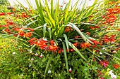 Giant Montbretia Orangerot, Crocosmia masoniorum Orangerot, flowers