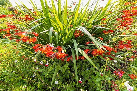 Giant_Montbretia_Orangerot_Crocosmia_masoniorum_Orangerot_flowers