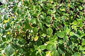 Pellitory-of-the-wall (Parietaria officinalis), ruderal and allergenic plant, Occitanie, France