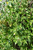 Pellitory-of-the-wall (Parietaria officinalis), ruderal and allergenic plant, Occitanie, France